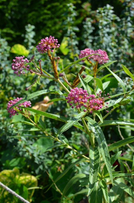 Asclepias incarnata (3)